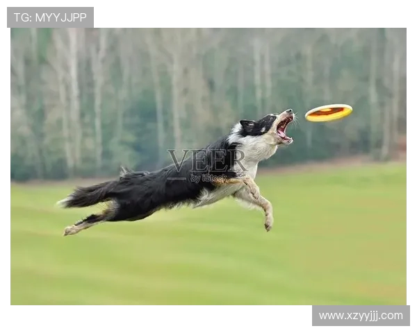 飞盘战术解析：深入探讨北京飞盘队的防守策略与技巧